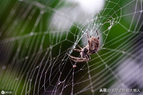 家裡蜘蛛網很多|家裡有蜘蛛風水